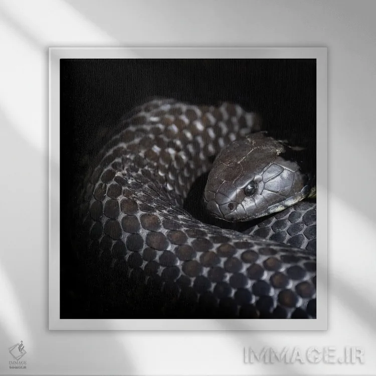 تابلو دکوراتیو مار ببری تاسمانی اثر جین ریکس - نمای قابدار سفید