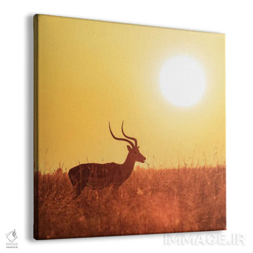 تابلو دکوراتیو Masai Mara,ایمپالا در حال چرا هنگام طلوع، ماسای مارا اثر جین ریکس - نمای پرسپکتیو محصول