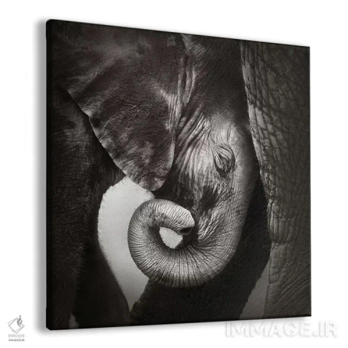 تابلو دکوراتیو بچه فیل به دنبال آرامش اثر یوهان سوانپوئل - نمای پرسپکتیو محصول