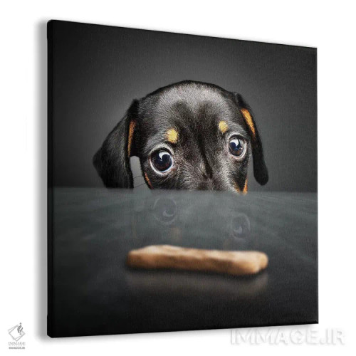 تابلو دکوراتیو توله سگ به دنبال خوراکی اثر یوهان سوانپوئل - نمای پرسپکتیو محصول