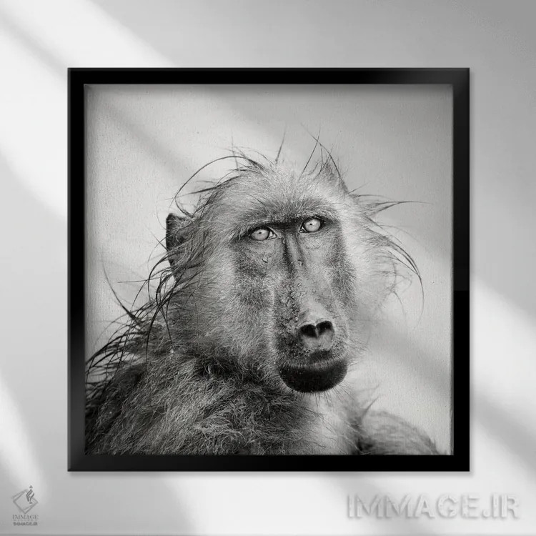 تابلو دکوراتیو پرتره بابون خیس اثر یوهان سوانپوئل - نمای قابدار مشکی