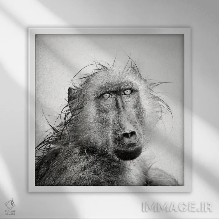 تابلو دکوراتیو پرتره بابون خیس اثر یوهان سوانپوئل - نمای قابدار سفید