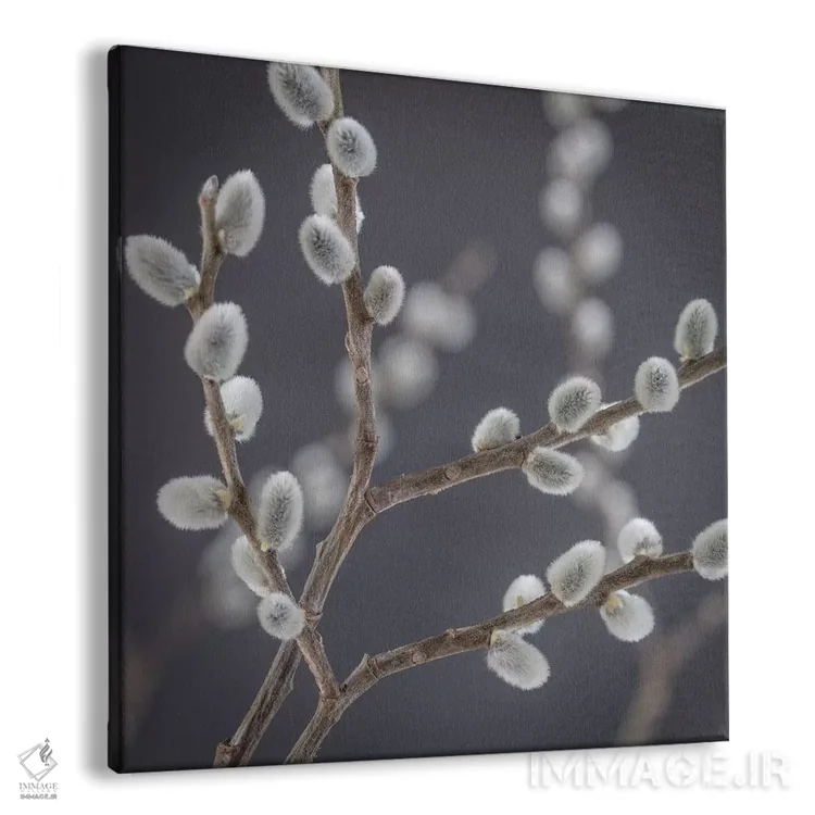 تابلو دکوراتیو آمریکا، ایالت واشنگتن، سی بک. شاخه های بیدک III اثر جینز گالری - نمای پرسپکتیو محصول