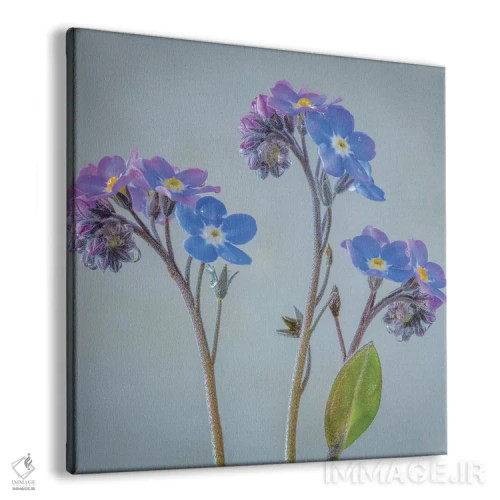 تابلو دکوراتیو آمریکا، ایالت واشنگتن، سی بک. گل های فراموشم مکن اثر جینز گالری - نمای پرسپکتیو محصول