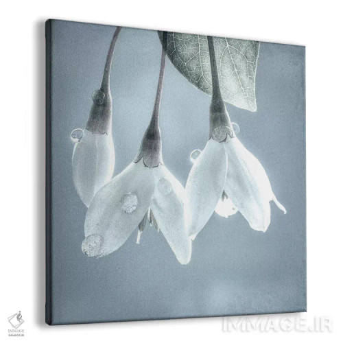 تابلو دکوراتیو Washington, Silverdale. Japanese snowbell tree blossoms.,ایا… اثر جینز گالری - نمای پرسپکتیو محصول