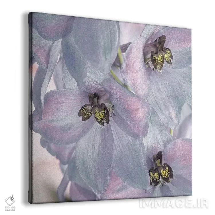 تابلو دکوراتیو Washington State, Seabeck. Delphinium blossoms close-up.,ایا… اثر جینز گالری - نمای پرسپکتیو محصول