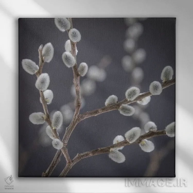 تابلو دکوراتیو آمریکا، ایالت واشنگتن، سی بک. شاخه های بیدک III اثر جینز گالری - نمای روبهرو روی دیوار