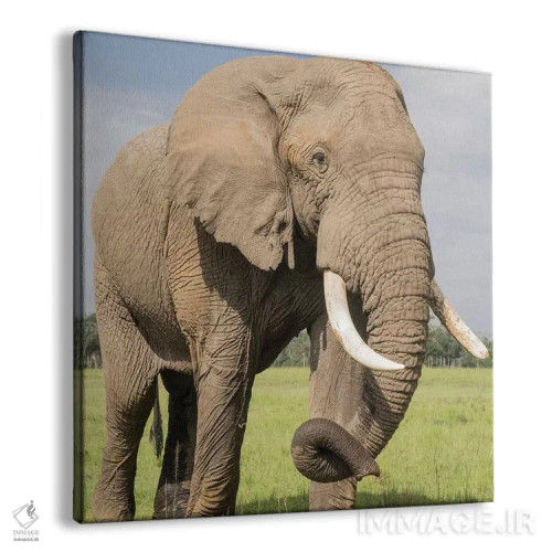 تابلو دکوراتیو Kenya, Maasai Mara National Reserve. Elephant close-up.,آفری… اثر جینز گالری - نمای پرسپکتیو محصول