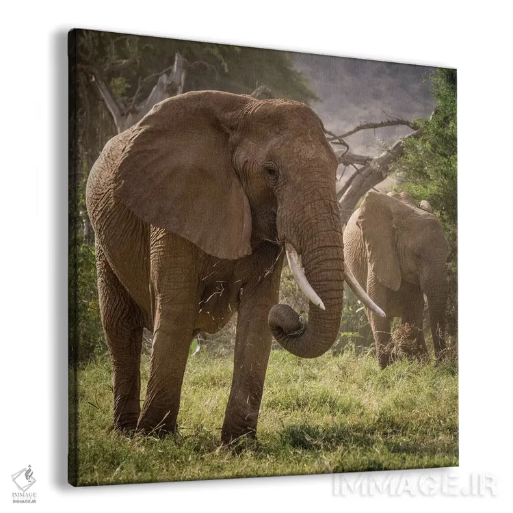 تابلو دکوراتیو Kenya. African elephants feeding.,آفریقا، کنیا. تغذیه فیل ها… اثر جینز گالری - نمای پرسپکتیو محصول