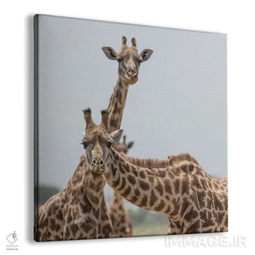 تابلو دکوراتیو Kenya, Amboseli National Park. Close-up of giraffes.,آفریقا… اثر جینز گالری - نمای پرسپکتیو محصول