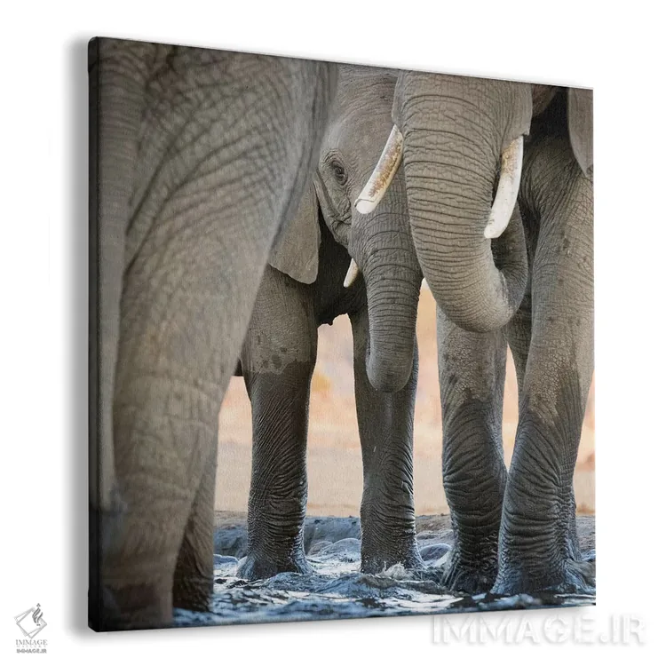 تابلو دکوراتیو Botswana, Senyati Safari Camp. Elephant feet and trunk close… اثر جینز گالری - نمای پرسپکتیو محصول