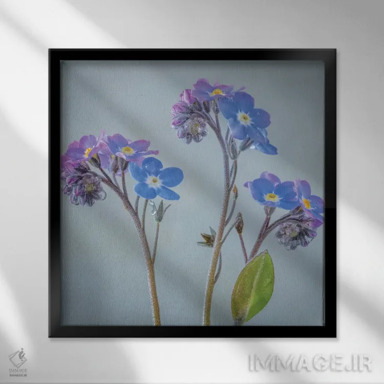 تابلو دکوراتیو آمریکا، ایالت واشنگتن، سی بک. گل های فراموشم مکن اثر جینز گالری - نمای قابدار مشکی