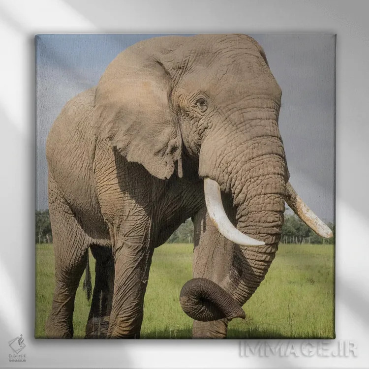 تابلو دکوراتیو Kenya, Maasai Mara National Reserve. Elephant close-up.,آفری… اثر جینز گالری - نمای روبهرو روی دیوار