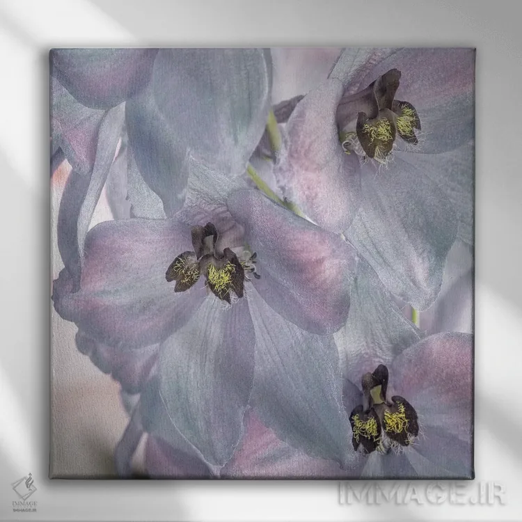 تابلو دکوراتیو Washington State, Seabeck. Delphinium blossoms close-up.,ایا… اثر جینز گالری - نمای روبهرو روی دیوار