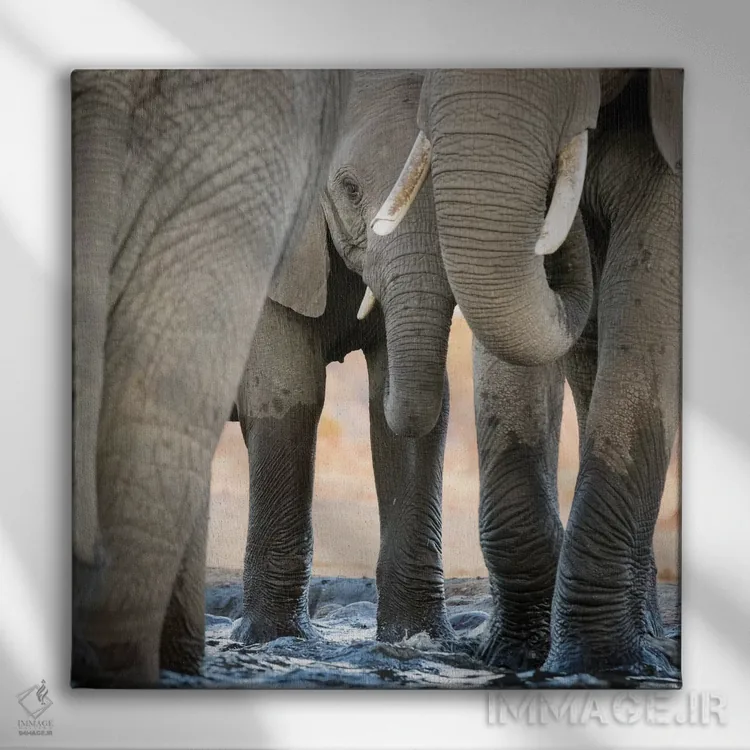 تابلو دکوراتیو Botswana, Senyati Safari Camp. Elephant feet and trunk close… اثر جینز گالری - نمای روبهرو روی دیوار