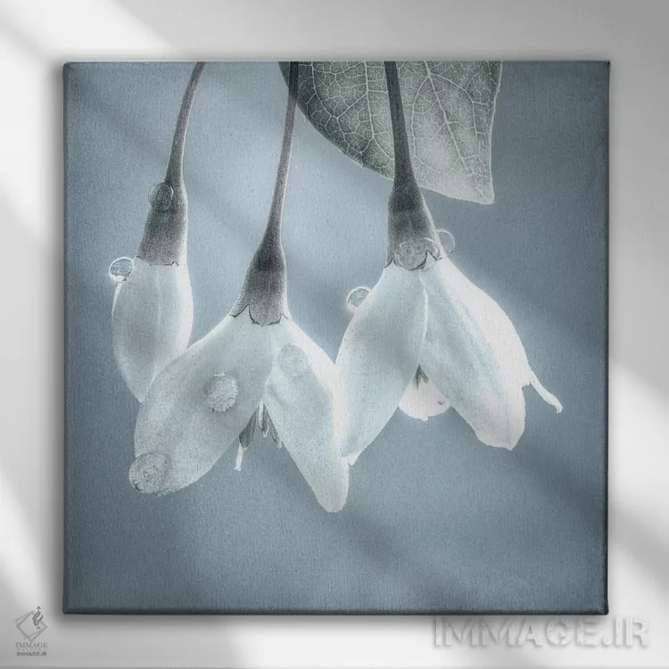 تابلو دکوراتیو Washington, Silverdale. Japanese snowbell tree blossoms.,ایا… اثر جینز گالری - نمای روبهرو روی دیوار