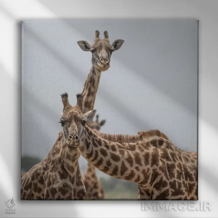تابلو دکوراتیو Kenya, Amboseli National Park. Close-up of giraffes.,آفریقا… اثر جینز گالری - نمای روبهرو روی دیوار