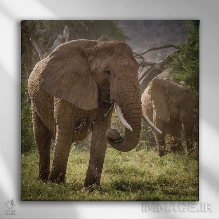 تابلو دکوراتیو Kenya. African elephants feeding.,آفریقا، کنیا. تغذیه فیل ها… اثر جینز گالری - نمای روبهرو روی دیوار