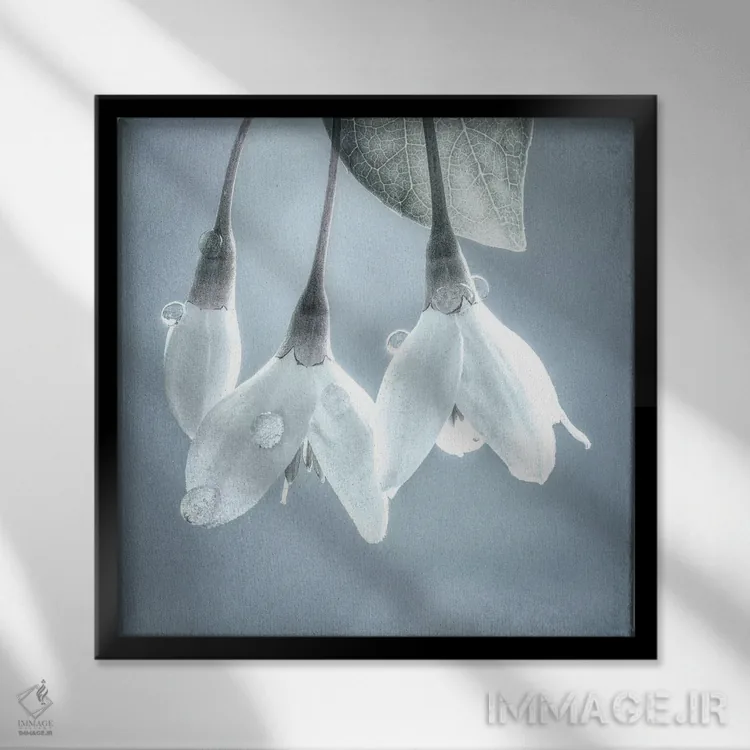 تابلو دکوراتیو Washington, Silverdale. Japanese snowbell tree blossoms.,ایا… اثر جینز گالری - نمای قابدار مشکی