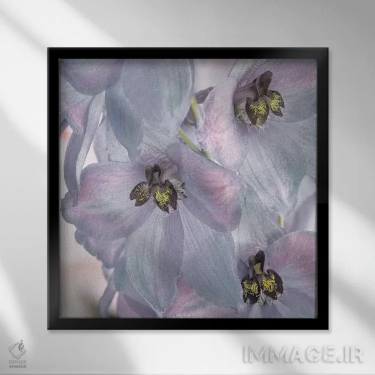 تابلو دکوراتیو Washington State, Seabeck. Delphinium blossoms close-up.,ایا… اثر جینز گالری - نمای قابدار مشکی