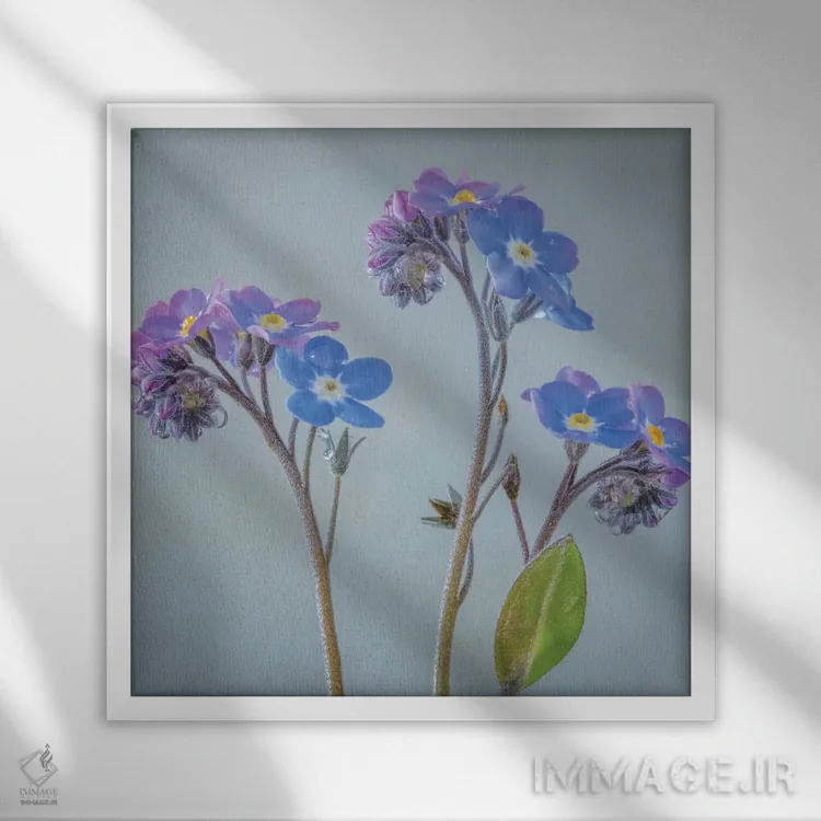 تابلو دکوراتیو آمریکا، ایالت واشنگتن، سی بک. گل های فراموشم مکن اثر جینز گالری - نمای قابدار سفید