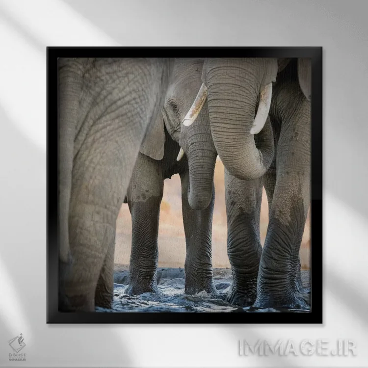 تابلو دکوراتیو Botswana, Senyati Safari Camp. Elephant feet and trunk close… اثر جینز گالری - نمای قابدار مشکی