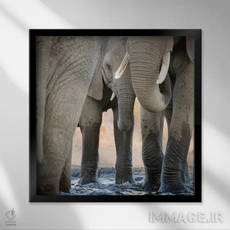 تابلو دکوراتیو Botswana, Senyati Safari Camp. Elephant feet and trunk close… اثر جینز گالری - نمای قابدار مشکی