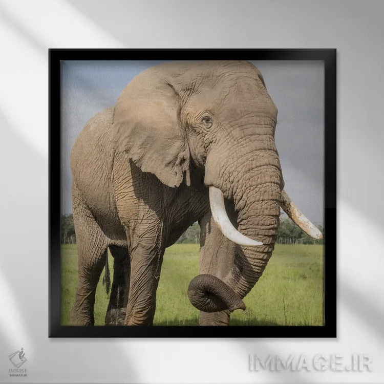 تابلو دکوراتیو Kenya, Maasai Mara National Reserve. Elephant close-up.,آفری… اثر جینز گالری - نمای قابدار مشکی