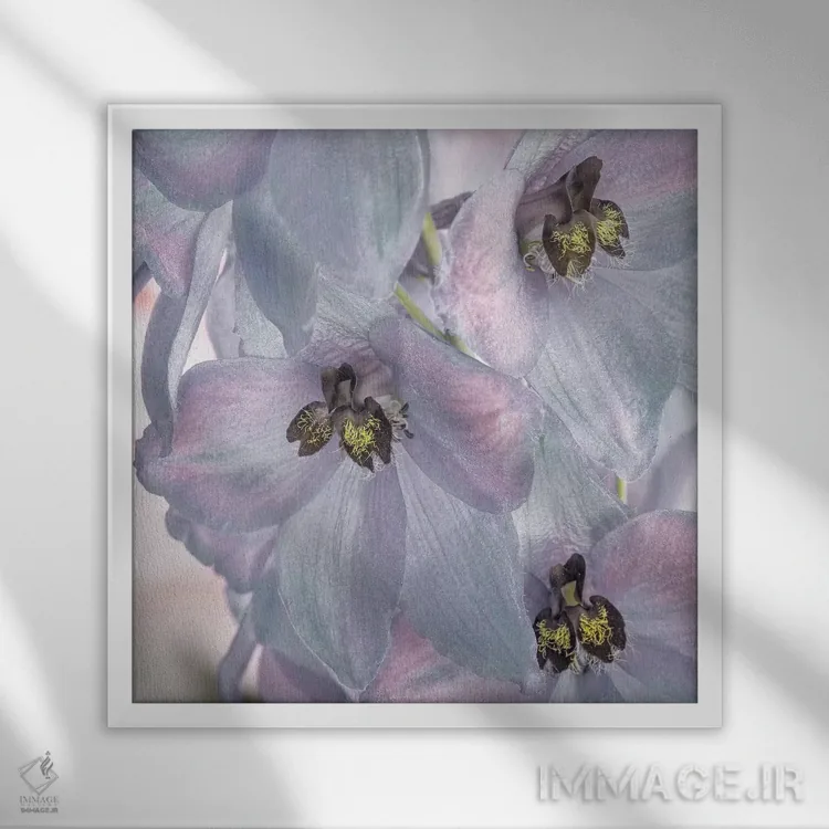 تابلو دکوراتیو Washington State, Seabeck. Delphinium blossoms close-up.,ایا… اثر جینز گالری - نمای قابدار سفید