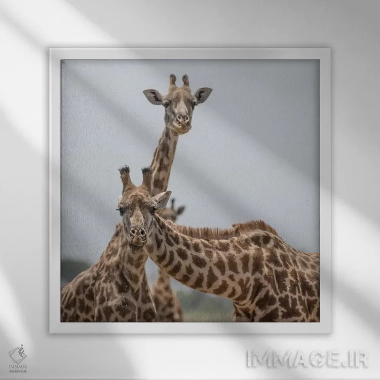 تابلو دکوراتیو Kenya, Amboseli National Park. Close-up of giraffes.,آفریقا… اثر جینز گالری - نمای قابدار سفید