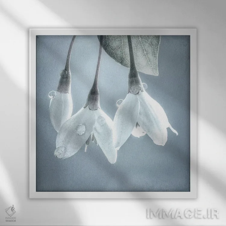 تابلو دکوراتیو Washington, Silverdale. Japanese snowbell tree blossoms.,ایا… اثر جینز گالری - نمای قابدار سفید