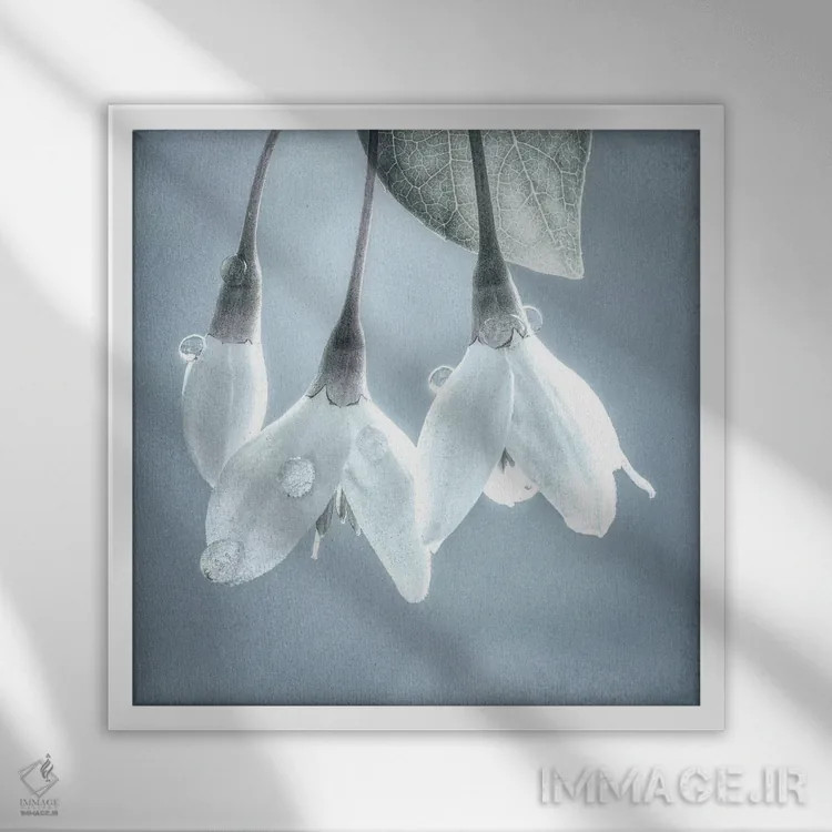 تابلو دکوراتیو Washington, Silverdale. Japanese snowbell tree blossoms.,ایا… اثر جینز گالری - نمای قابدار سفید