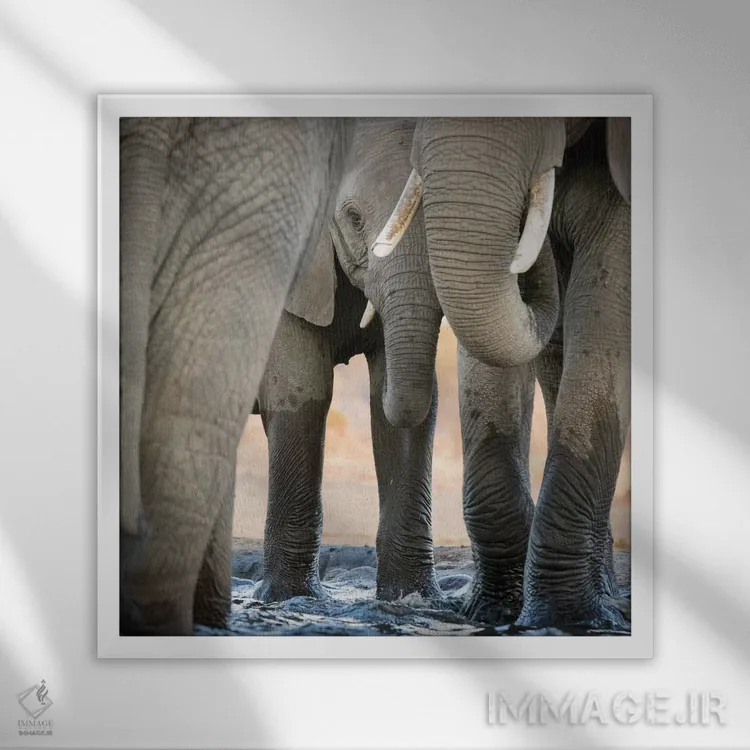 تابلو دکوراتیو Botswana, Senyati Safari Camp. Elephant feet and trunk close… اثر جینز گالری - نمای قابدار سفید