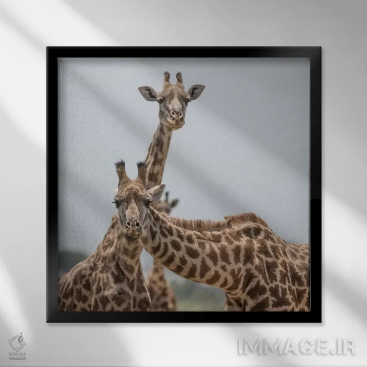تابلو دکوراتیو Kenya, Amboseli National Park. Close-up of giraffes.,آفریقا… اثر جینز گالری - نمای قابدار مشکی
