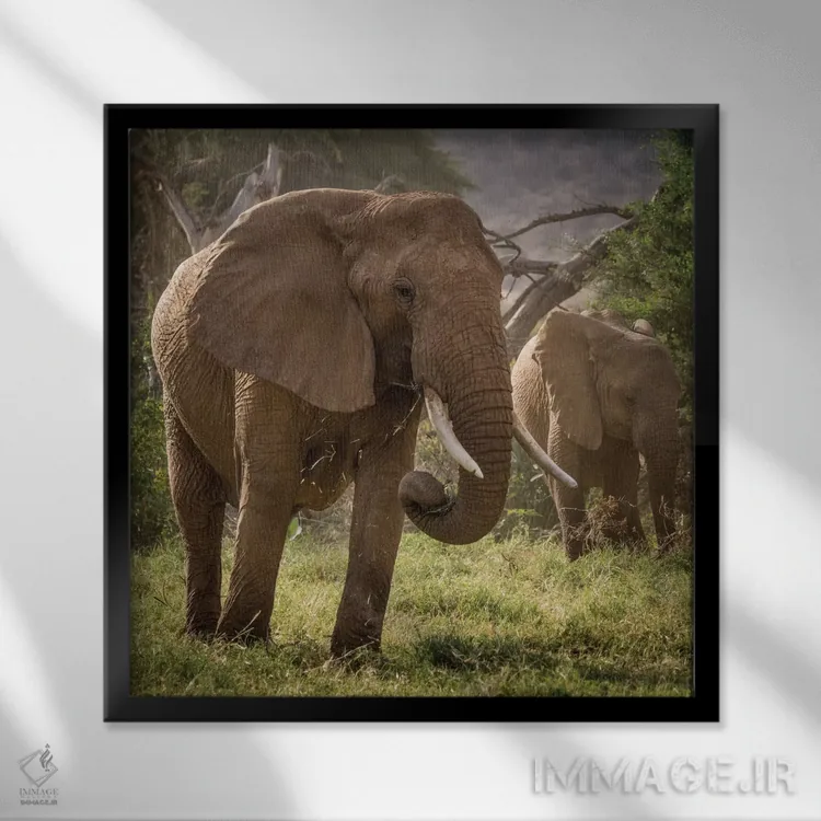 تابلو دکوراتیو Kenya. African elephants feeding.,آفریقا، کنیا. تغذیه فیل ها… اثر جینز گالری - نمای قابدار مشکی