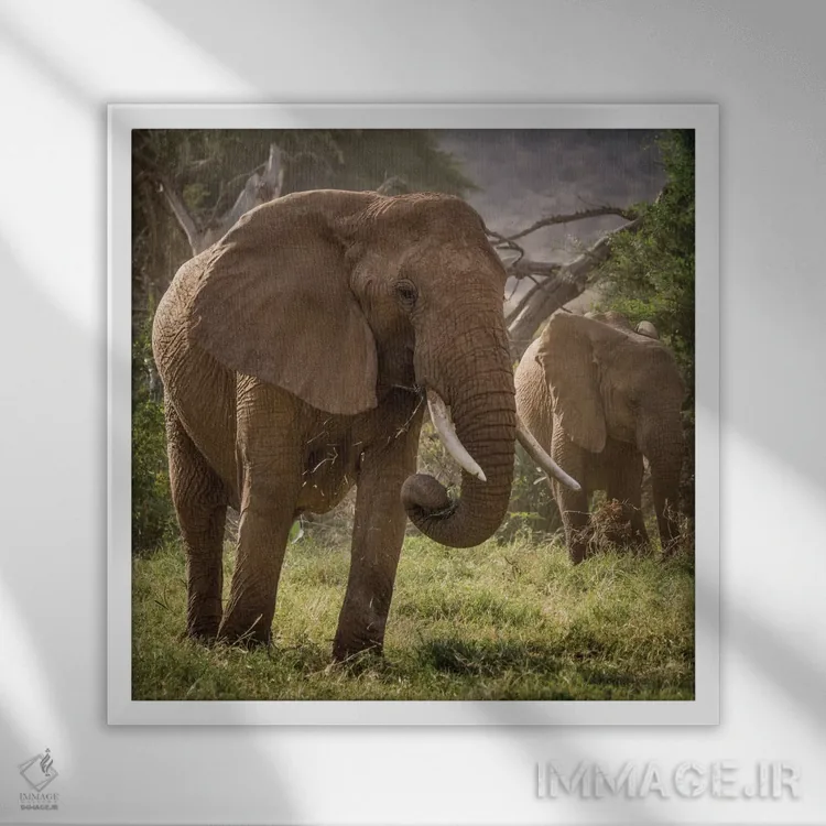 تابلو دکوراتیو Kenya. African elephants feeding.,آفریقا، کنیا. تغذیه فیل ها… اثر جینز گالری - نمای قابدار سفید