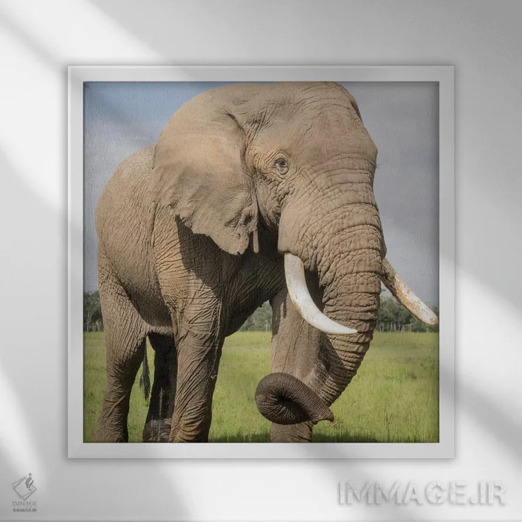 تابلو دکوراتیو Kenya, Maasai Mara National Reserve. Elephant close-up.,آفری… اثر جینز گالری - نمای قابدار سفید