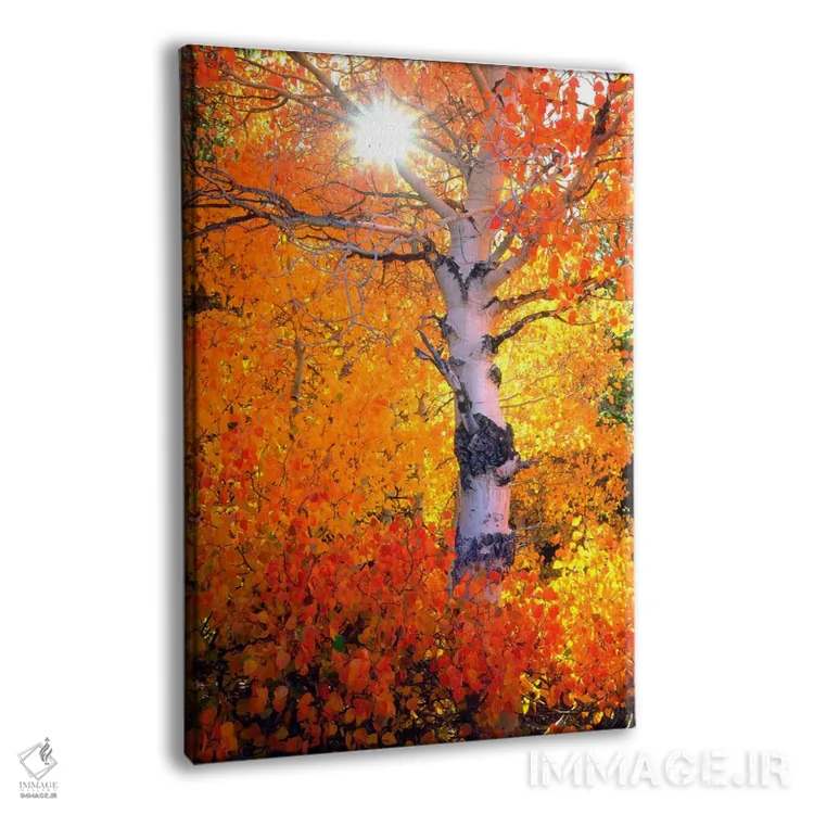 تابلو دکوراتیو درخت آسپن رنگارنگ در پاییز، سیرا نوادا، کالیفرنیا… اثر کریستوفر تالبوت فرانک - نمای پرسپکتیو محصول