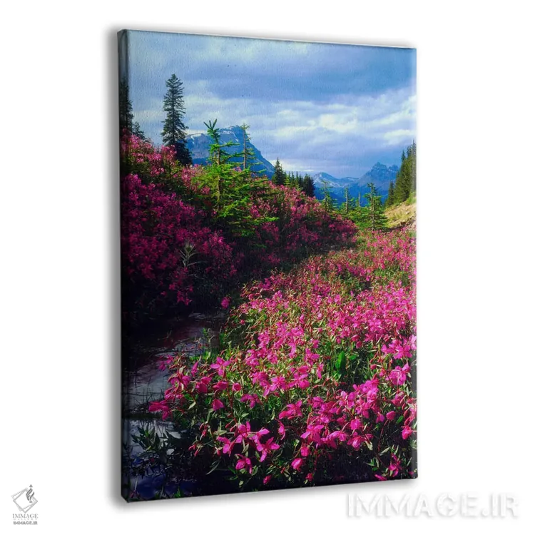 تابلو دکوراتیو گل های وحشی، پارک ملی بنف، آلبرتا، کانادا اثر کریستوفر تالبوت فرانک - نمای پرسپکتیو محصول