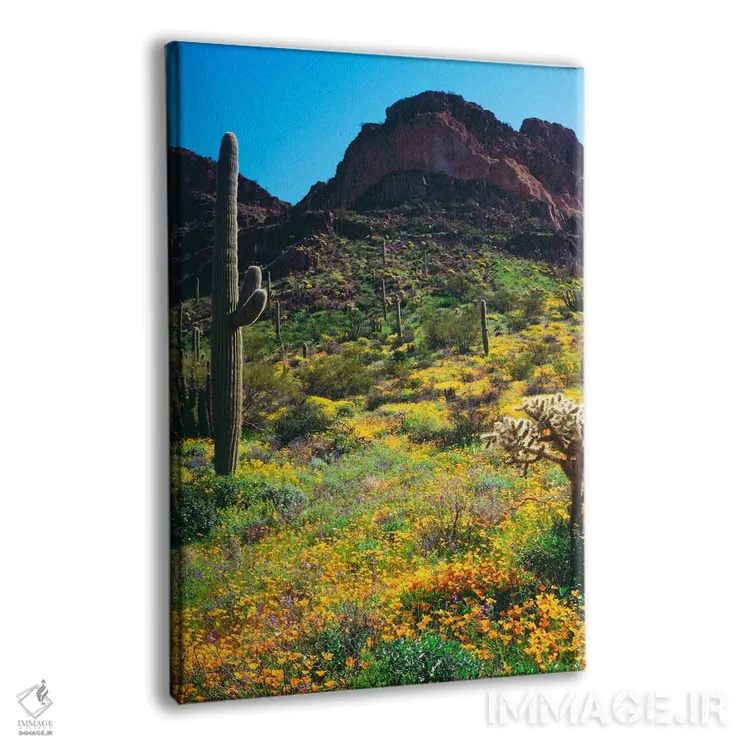 تابلو دکوراتیو منظره جنوب غربی آمریکا، یادبود ملی کاکتوس ارگان پ… اثر کریستوفر تالبوت فرانک - نمای پرسپکتیو محصول