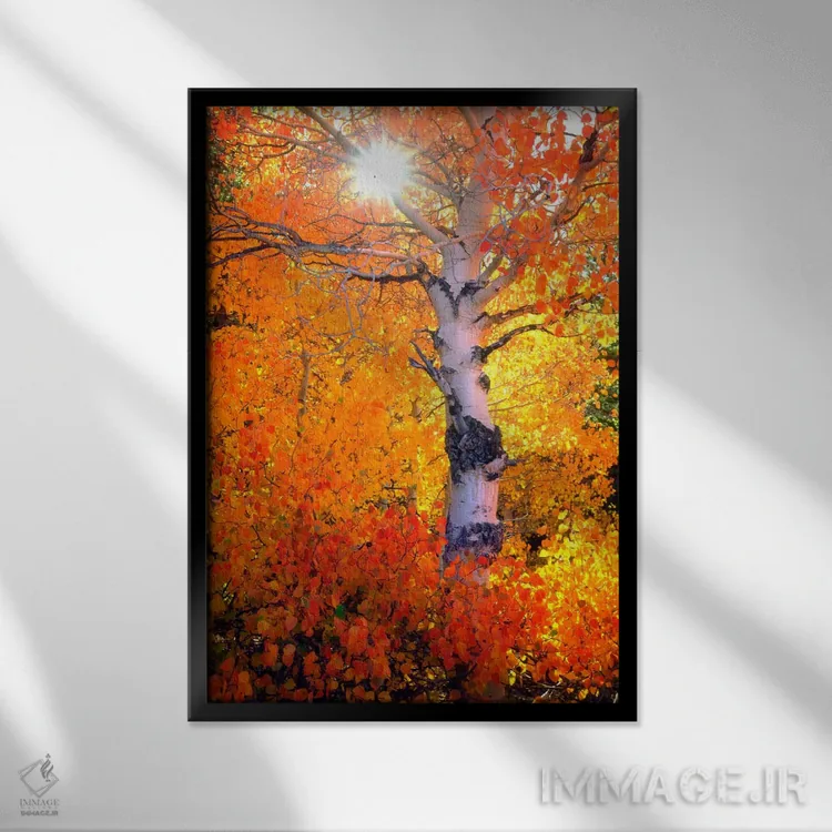 تابلو دکوراتیو درخت آسپن رنگارنگ در پاییز، سیرا نوادا، کالیفرنیا… اثر کریستوفر تالبوت فرانک - نمای قابدار مشکی