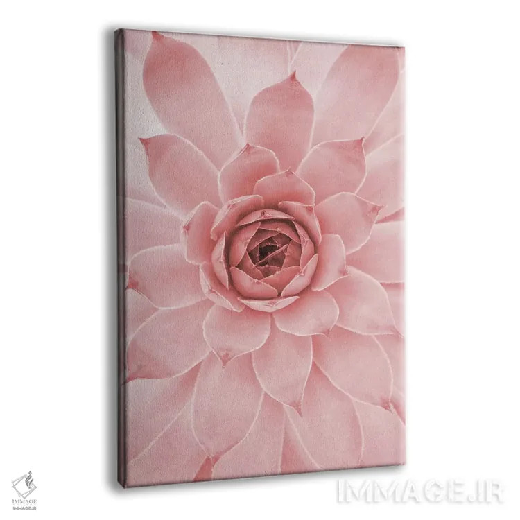 تابلو دکوراتیو ساکولنت صورتی ملایم اثر امانوئلا کاراتونی - نمای پرسپکتیو محصول