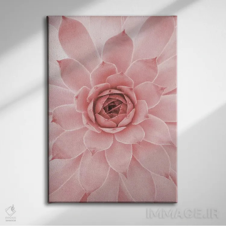تابلو دکوراتیو ساکولنت صورتی ملایم اثر امانوئلا کاراتونی - نمای روبهرو روی دیوار