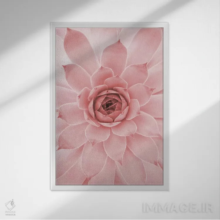 تابلو دکوراتیو ساکولنت صورتی ملایم اثر امانوئلا کاراتونی - نمای قابدار سفید