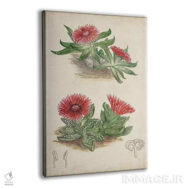 تابلو دکوراتیو کاکتوس عتیقه ۵ اثر کرتیس - نمای پرسپکتیو محصول