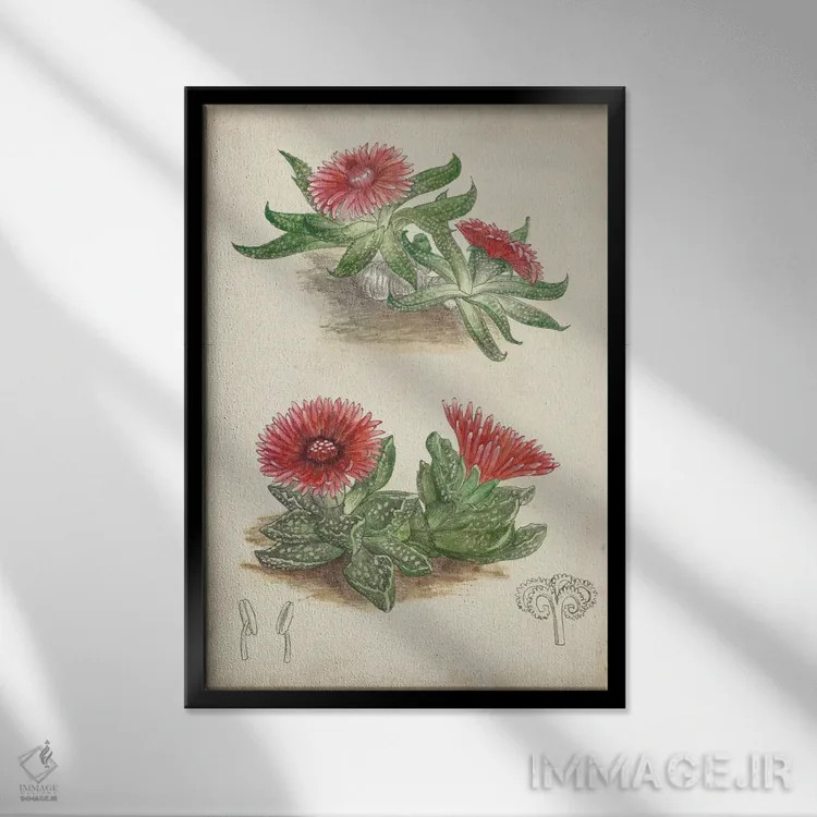 تابلو دکوراتیو کاکتوس عتیقه ۵ اثر کرتیس - نمای قابدار مشکی