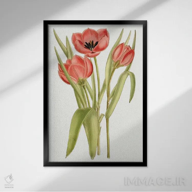 تابلو دکوراتیو لاله های کرتیس ۷ اثر کرتیس - نمای قابدار مشکی