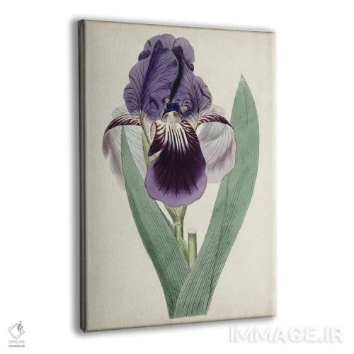 تابلو دکوراتیو گوهرهای باغ ۶ اثر کرتیس - نمای پرسپکتیو محصول