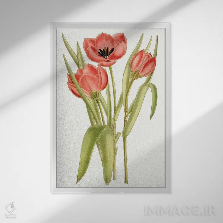 تابلو دکوراتیو لاله های کرتیس ۷ اثر کرتیس - نمای قابدار سفید