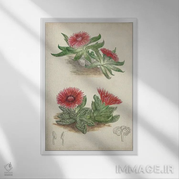 تابلو دکوراتیو کاکتوس عتیقه ۵ اثر کرتیس - نمای قابدار سفید